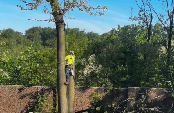 Tree cutting