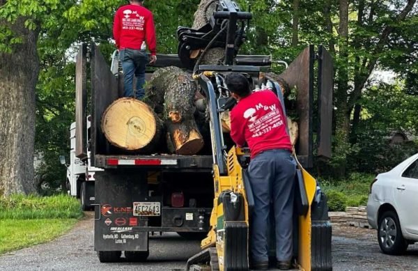 Tree removal