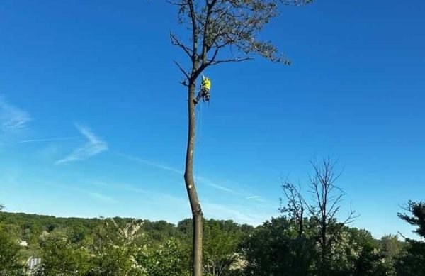 Tree cutting