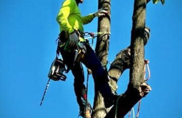 Tree cutting