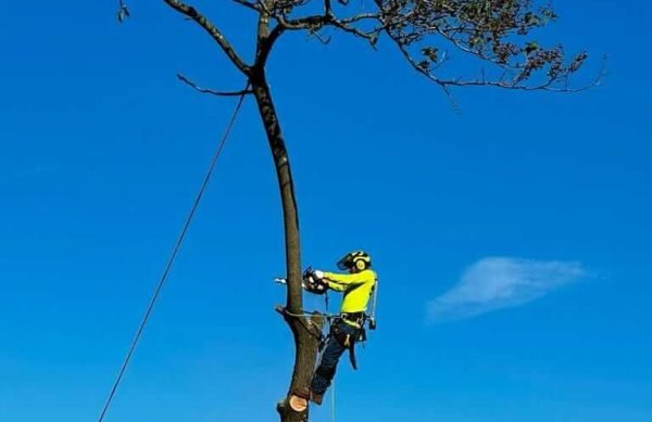 Tree cutting