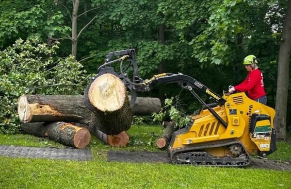 Tree removal