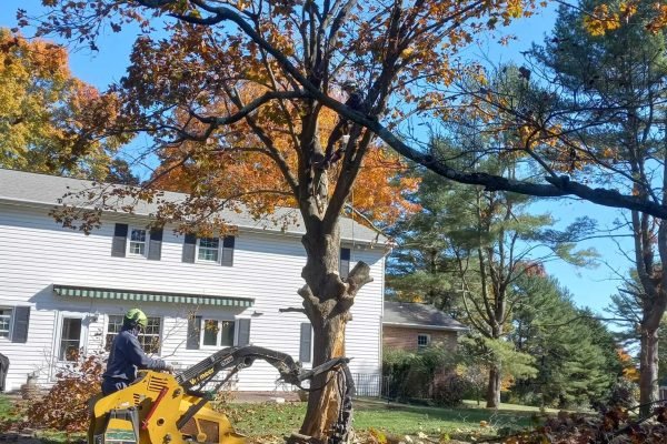 Tree removal