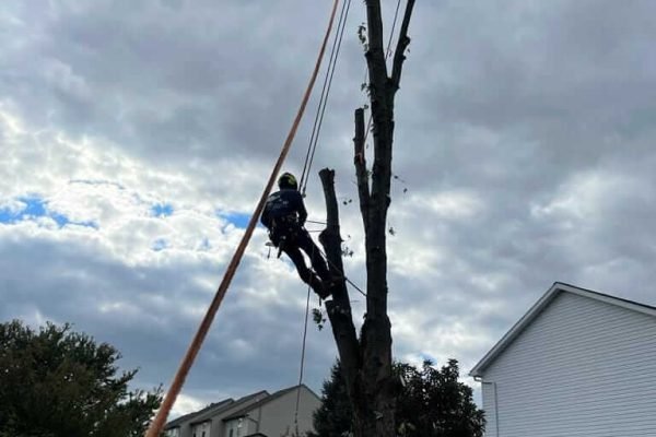 Tree cutting