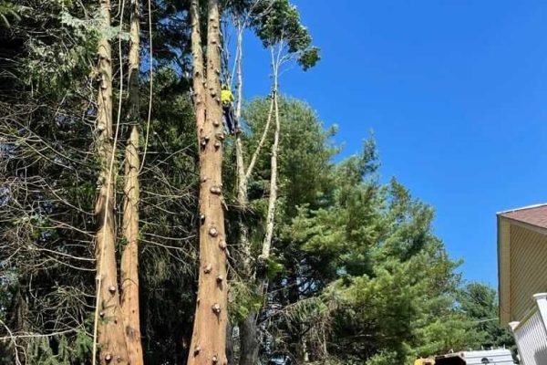 Tree cutting